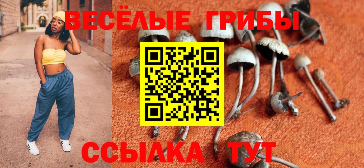 Псилоцибиновые грибы GOLDEN TEACHER  Галлюциногенные грибы Psilocybine cubensis  Урус-Мартан 